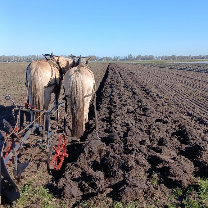 Ploegen met boer Sil